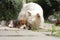 Beagle puppy and Westy