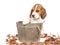 Beagle puppy in wooden vat