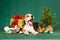 Beagle puppy with xmas tree gifts