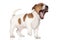 Beagle puppy yawns on a white background