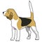 Beagle purebred dog