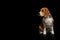 Beagle Purebred Dog Isolated on Black Background