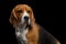 Beagle Purebred Dog Isolated on Black Background