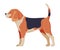 Beagle Purebred Dog, Pet Animal, Side View Vector Illustration
