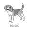 Beagle purebred standing dog