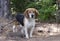 Beagle Rabbit Hunting dog