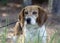 Beagle Rabbit Hunting dog