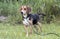 Beagle rabbit hunting dog rescue photo