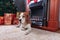 Beagle rest on carpet near to fireplace in empty room with Christmas decorations