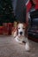 Beagle rest on carpet near to fireplace in empty room with Christmas decorations