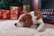 Beagle rest on carpet near to fireplace in empty room with Christmas decorations