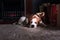 Beagle rest on carpet near to fireplace in empty room with Christmas decorations