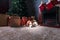 Beagle rest on carpet near to fireplace in empty room with Christmas decorations