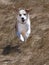 Beagle running through the Grass