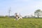 Beagle running in the meadow. Playful dog outside. The concept of dog vitality and health. Dog training and agility.