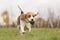 Beagle running outdoor with ball in mouth