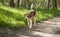 Beagle running smile in the grass