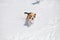 Beagle running in snow