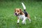Beagle running with tongue hanging out