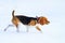 Beagle runs along the snow along the trail