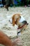 Beagle in the sand