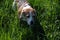 Beagle searching in the grass