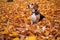 beagle searching for scent in autumn leaves