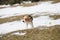 Beagle shaking in snow