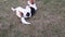 Beagle and Sheltie are outside playing. Beagle dog and Shetland Sheepdog play together. Beagle dog wallowing on the