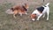 Beagle and Sheltie playing outside. Beagle dog and Shetland Sheepdog playing together. Beagle dog rolling on the grass