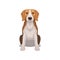 Beagle with shiny eyes in sitting position. Small breed of hunting dog. Short-haired puppy with long ears. Flat vector