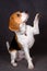 Beagle sits with a raised paw on a gray background