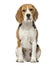 Beagle sitting, 16 months old , isolated