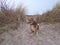 Beagle sitting comfortably at beach at the hollow in dunes