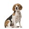 Beagle sitting , isolated