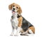 Beagle sitting and panting,