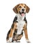 Beagle sitting and panting,