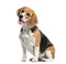 Beagle sitting and panting, isolated