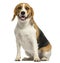 Beagle sitting, panting, isolated