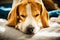 A beagle sleeping on his pillow on sofa. Shallow depth of field