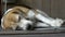 Beagle Sleeping On Wooden Floor