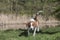 Beagle at the small moor pond