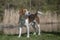 Beagle at the small moor pond