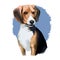 Beagle small scent hound breed dog digital art illustration isolated on white background. English origin, tricolor