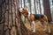 beagle sniffing around a tree trunk, discovering scent