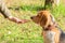 Beagle sniffing dry food for pet. Beagles are fed from the hands