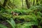 beagle sniffing ground in lush green forest