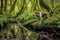 beagle sniffing ground in lush green forest