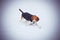 Beagle the snow january february winter fun cold