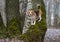 The Beagle in the spring woods climbs the tree